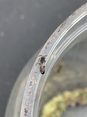 Hylaeus affinis