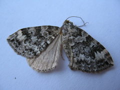 Hydriomena renunciata