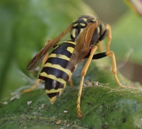 osa dravá (Polistes dominula)