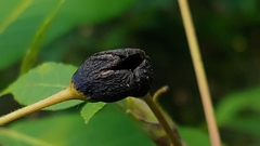 Phylloxera subelliptica