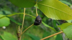 Phylloxera subelliptica
