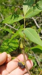 Phylloxera subelliptica