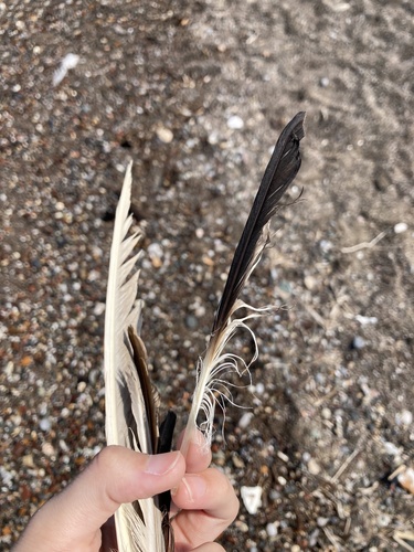 Plume de Puffin de Scopoli