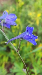 Delphinium elatum