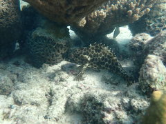Epinephelus quoyanus