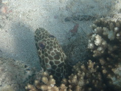 Epinephelus quoyanus