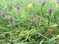Lamium purpureum purpureum