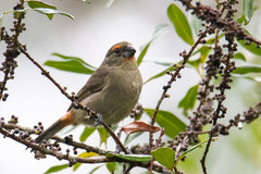 Melopyrrha violacea