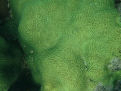 Leptastrea transversa