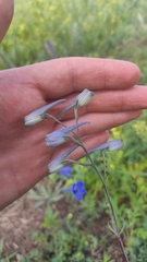 Delphinium elatum