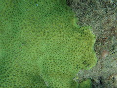 Leptastrea transversa