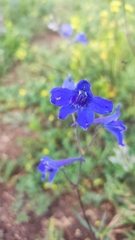 Delphinium elatum