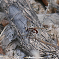 Stratiomydas lividus