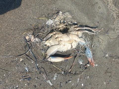 Callinectes sapidus