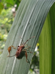 Chondrocera laticornis image
