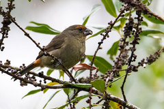 Melopyrrha violacea