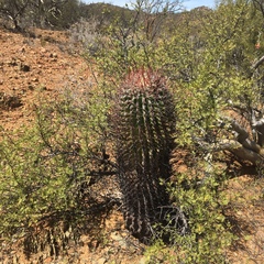 Ferocactus peninsulae