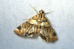 Neargyractis slossonalis