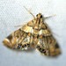 Dimorphic Leafcutter Moth - Photo (c) Tom Palmer, some rights reserved (CC BY-NC), uploaded by Tom Palmer