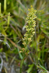 Platanthera longibracteata
