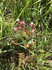 Micranthes californica