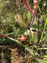 Micranthes californica