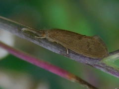 Trichoptera