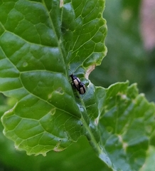 Phyllotreta armoraciae