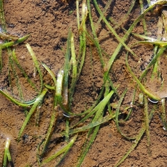 Zostera japonica