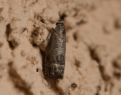 Ofatulena duodecemstriata