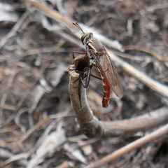 Stratiomydas lividus