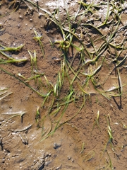 Zostera japonica