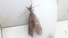 Corydalus peruvianus