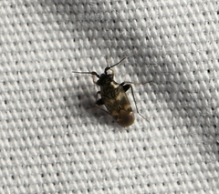 Spanagonicus albofasciatus