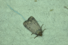 Amphipyra tragopoginis