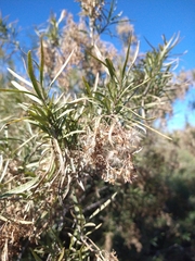 Acanthostyles buniifolius