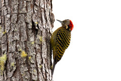 Melanerpes striatus