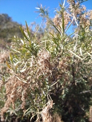 Acanthostyles buniifolius