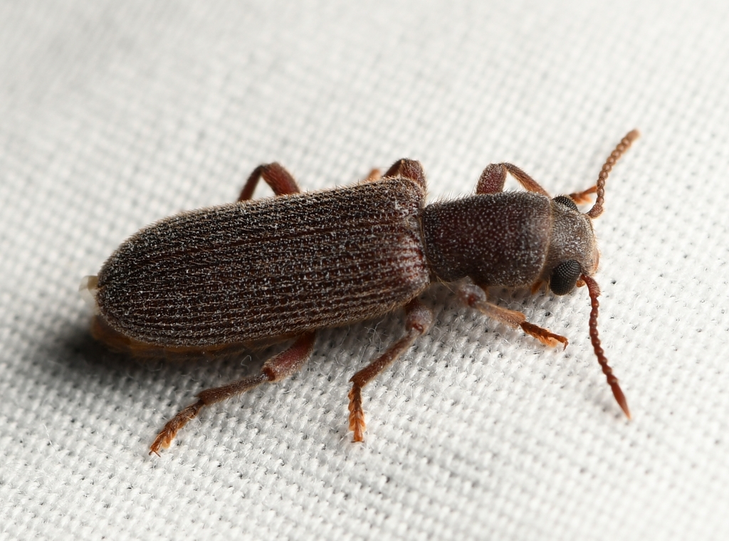 Lecontella