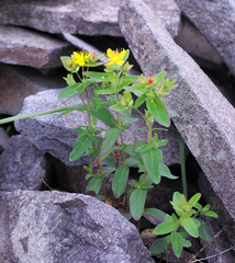 Hypericum nikkoense
