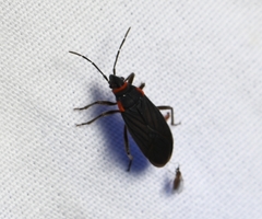 Melacoryphus rubicollis