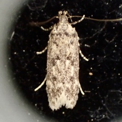 Spinitibia hodgesi