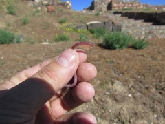 Xerotyphlops vermicularis