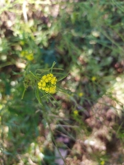 Sisymbrium loeselii