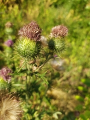 Cirsium vulgare