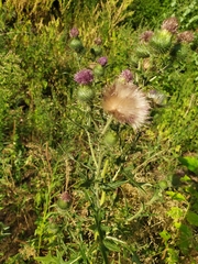 Cirsium vulgare