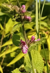 Stachys sylvatica