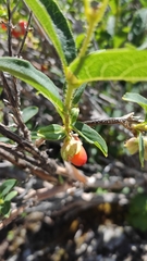 Lonicera hispida