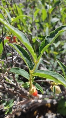 Lonicera hispida