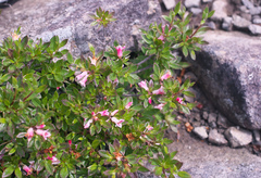 Rhododendron tetramerum